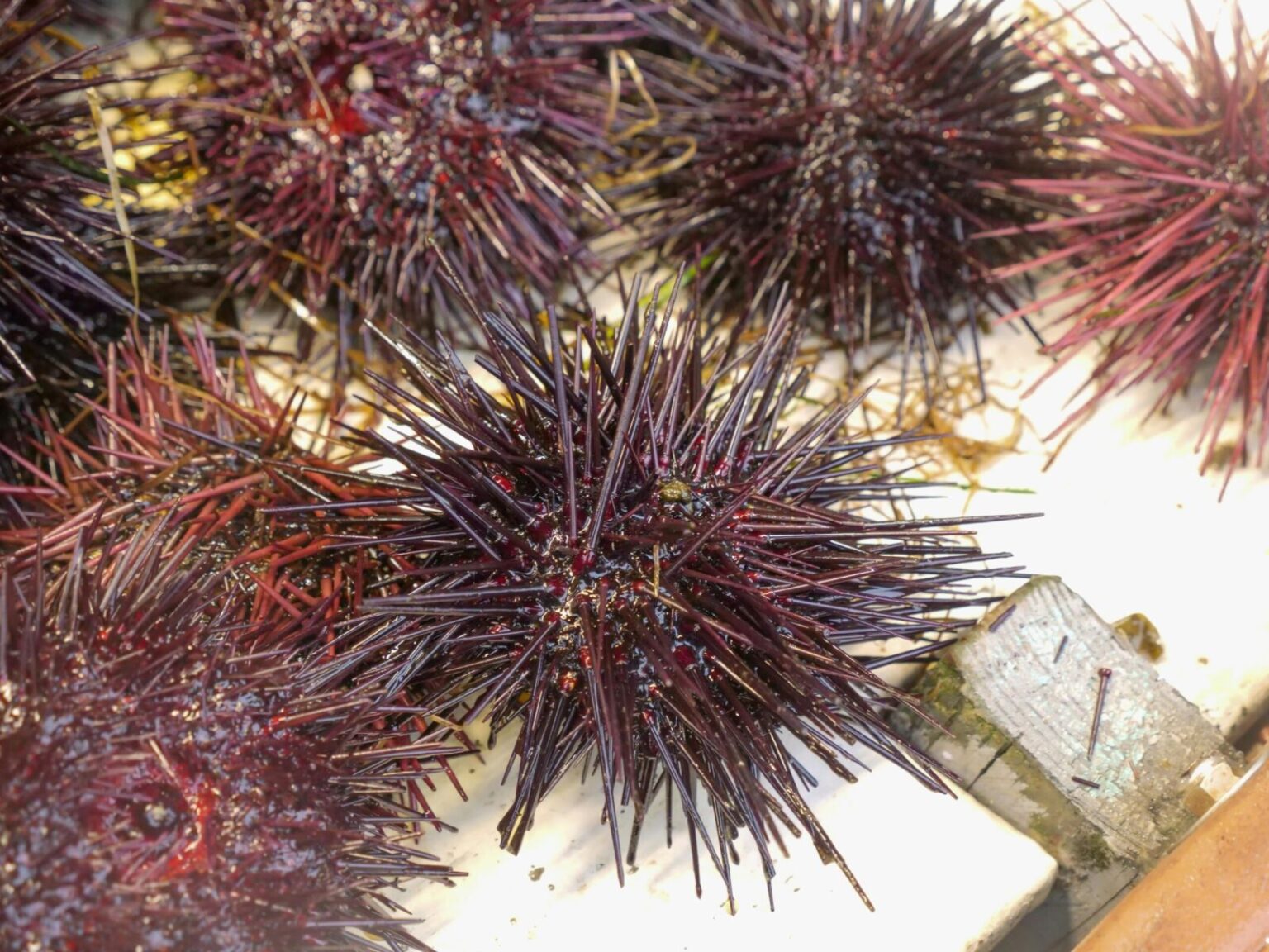 Close-up of fresh sea urchins at a seafood market showcasing their intricate spines.